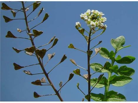 Ebemekmeği çorbası - polievka z pastierskej kapsičky (fotorecept) - obrázok 1