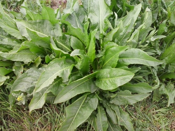 Efelik s cesnakovým jogurtom (fotorecept) - obrázok 1