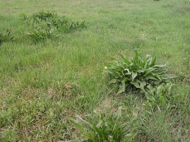 Efelik s cesnakovým jogurtom (fotorecept) - obrázok 2