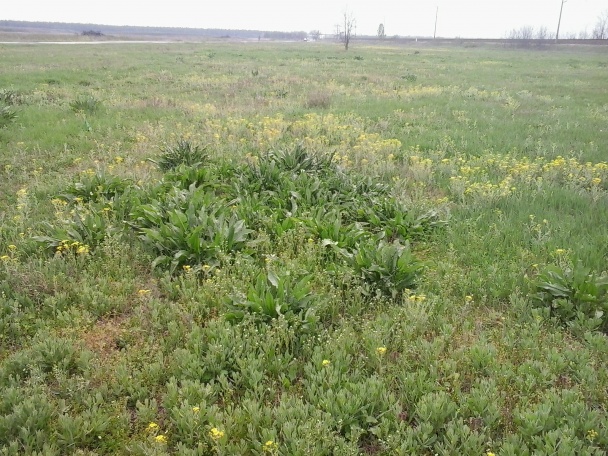 Efelik s cesnakovým jogurtom (fotorecept) - obrázok 3