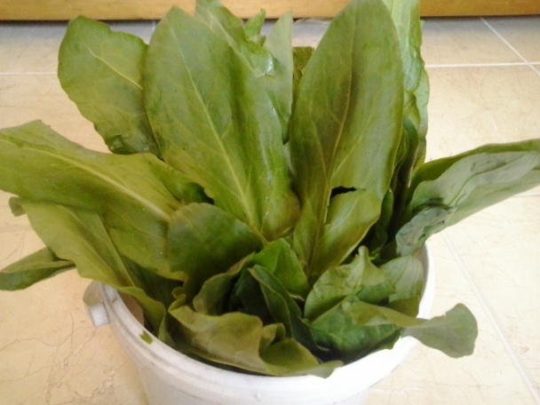 Šťaveľový zákusok (fotorecept) - obrázok 1