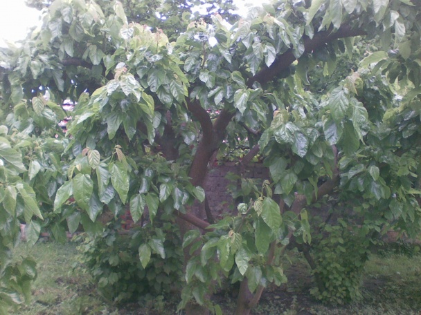 Dusené listy moruše s vajcom (fotorecept) - obrázok 1