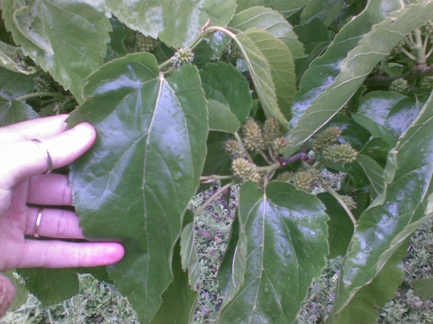 Dusené listy moruše s vajcom (fotorecept) - obrázok 2