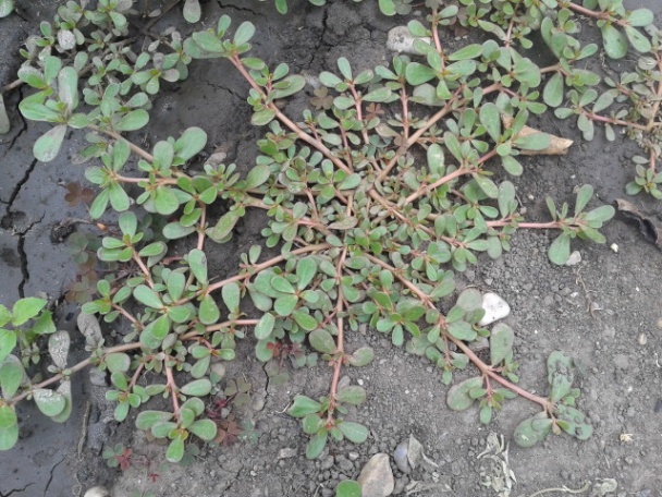 Semizotu Salatası - obrázok 1