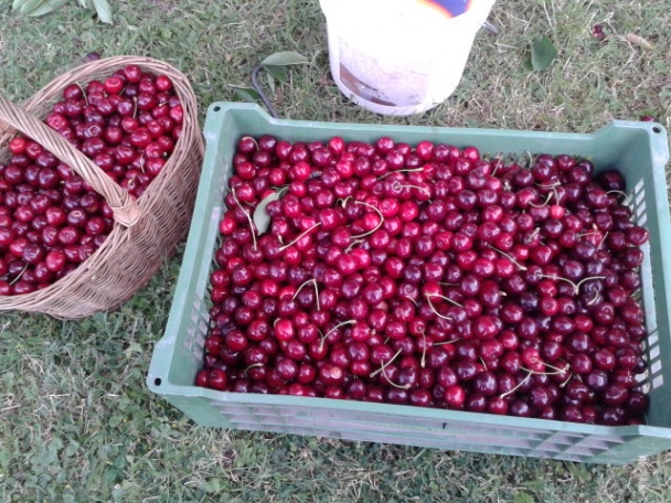 Pekmez (fotorecept) - obrázok 2