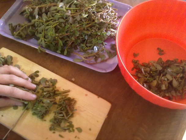 Semizotu yemeği (fotorecept) - obrázok 1