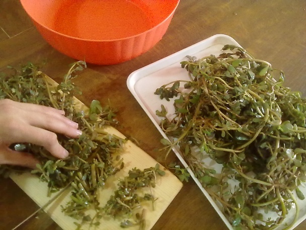 Semizotu mezesi (fotorecept) - obrázok 1