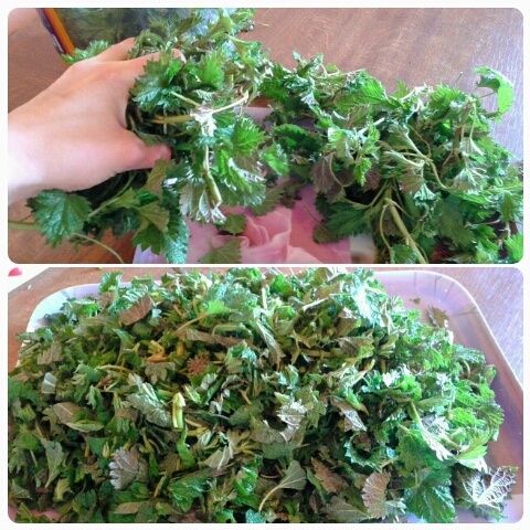 Žihľavové pyré (fotorecept) - obrázok 2