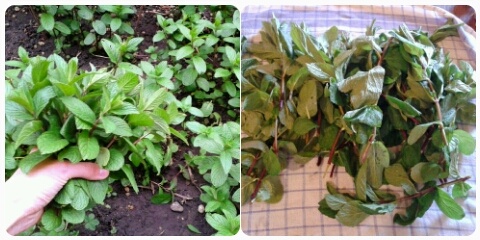 Mätové pesto (fotorecept) - obrázok 2