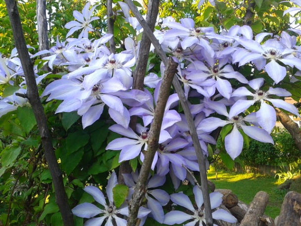 Šťavnatý syrový krupicový dezert (fotorecept) - obrázok 6