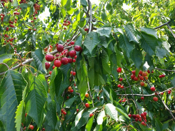 Čerešňové pité (fotorecept) - obrázok 1