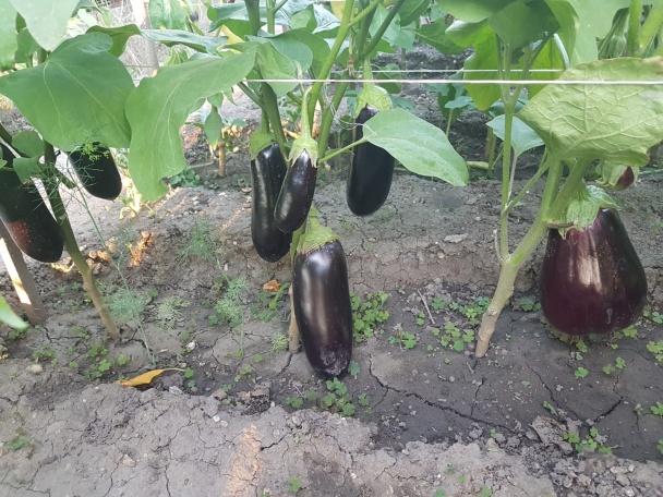 Baklažánovo-kapiová omáčka (sós) (fotorecept) - obrázok 5