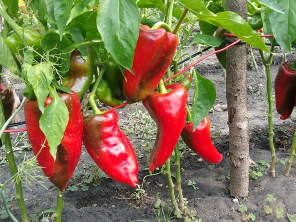 Baklažánovo-kapiová omáčka (sós) (fotorecept) - obrázok 6