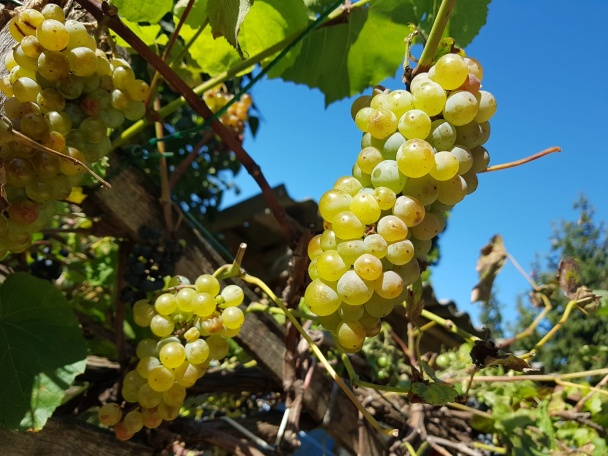 Jednoduchý koláč z jogurtu s ovocím (fotorecept) - obrázok 1