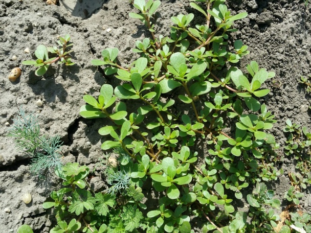 Zdravý portulakový šalát s cesnakom a so syrom - obrázok 1