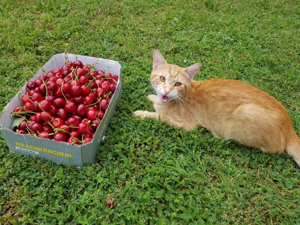 Čerešňové čatní/chutney (fotorecept) - obrázok 8