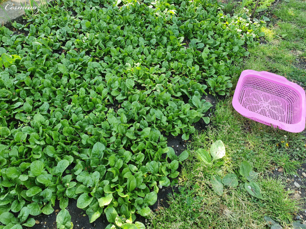 Paradajkovo-špenátový bulgur pilav (fotorecept) - obrázok 1