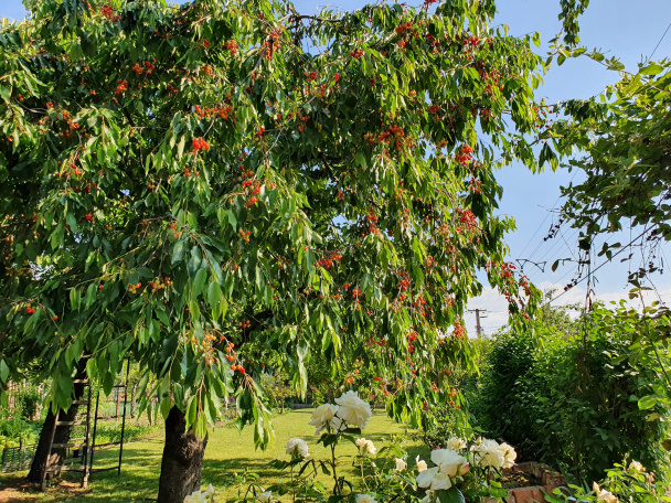 Najlepší kysnutý koláč s čerstvým ovocím (videorecept) - obrázok 5