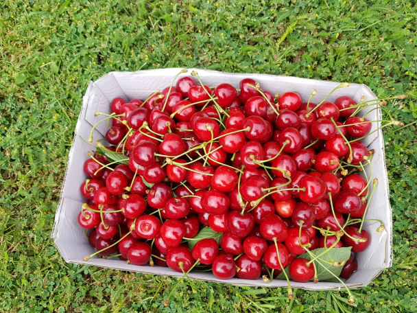 Najlepší kysnutý koláč s čerstvým ovocím (videorecept) - obrázok 2