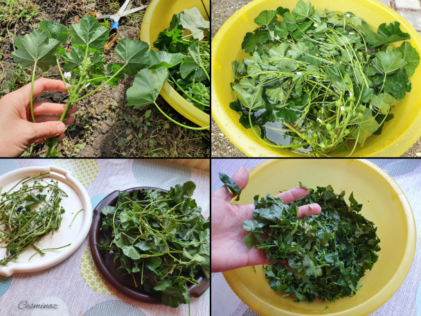 Výborné jedlo zo slezu nebadaného (fotorecept) - obrázok 1