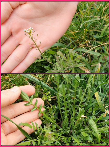 Výborná polievka z pastierskej kapsičky (videorecept) - obrázok 3