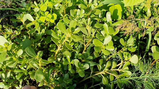 Portulaková praženica (videorecept) - obrázok 1