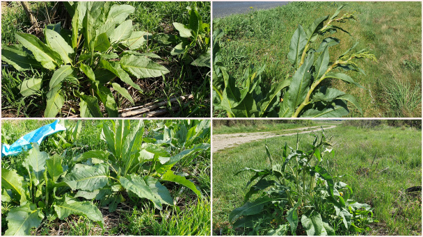 Dusený šťaveľ s cesnakovým jogurtom (Efelik) (videorecept) - obrázok 1