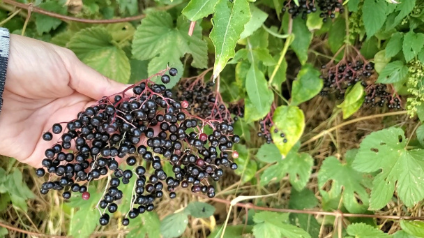 Výborný lekvár z plodov bazy (videorecept) - obrázok 1