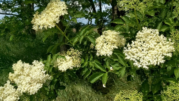 Výborný lekvár z plodov bazy (videorecept) - obrázok 3