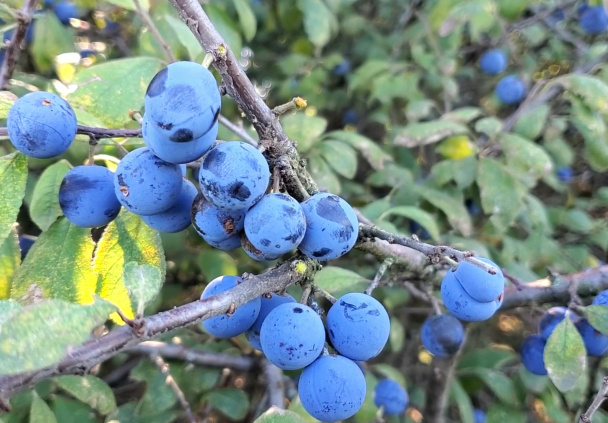 Výborný trnkový lekvár (videorecept) - obrázok 1