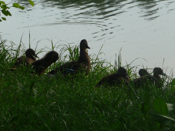 Čerešňový koláč (fotorecept) - obrázok 10