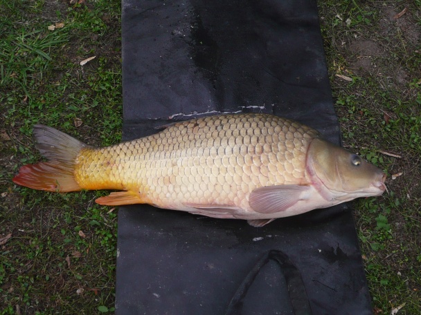 Šumavský čaj (fotorecept) - obrázok 5