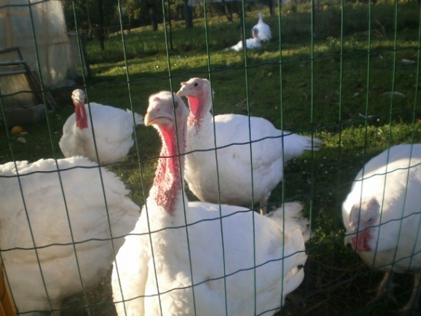 Paprikový pretlak z grilovaných paprík /fotorecept/ - obrázok 4