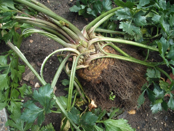 Teplý zelerový šalát (fotorecept) - obrázok 1