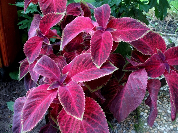 Točené kuracie stehná - obrázok 9