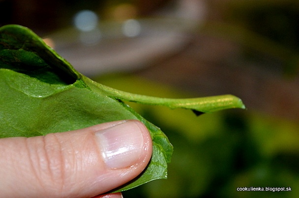 Špenátová polievka (fotorecept) - obrázok 1