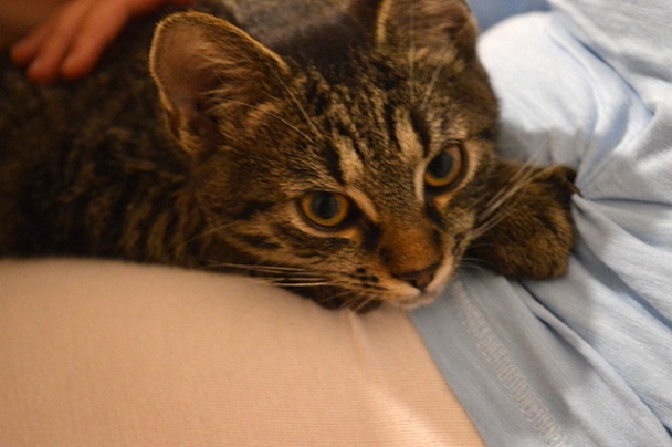 Ukrajinský kapustový závin (fotorecept) - obrázok 15