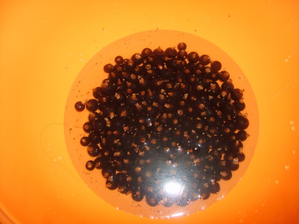 Sirup z čiernych ribezlí (fotorecept) - obrázok 1