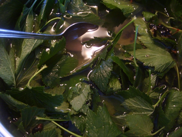 Sirup z čiernych ribezlí (fotorecept) - obrázok 5