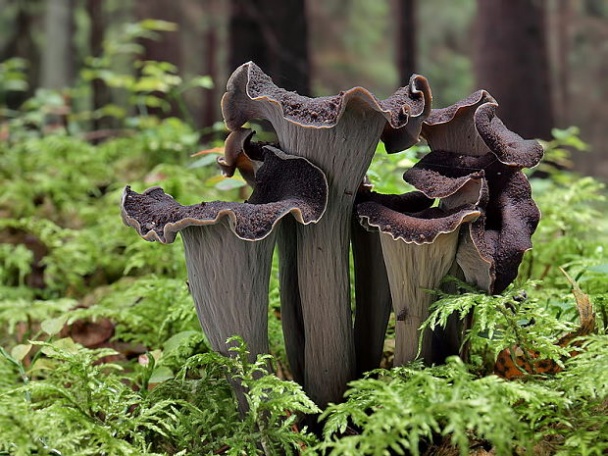 Máčikovo *Morové* kurča - obrázok 1