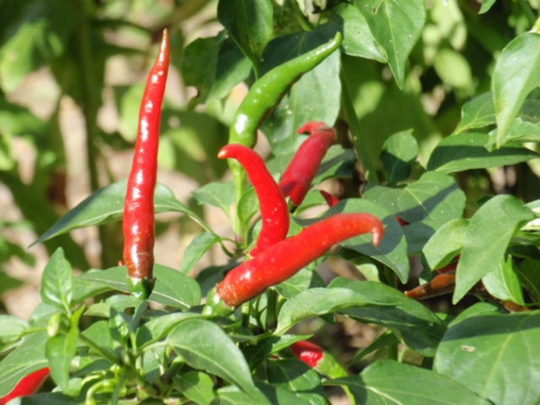 Sušené chili - obrázok 1