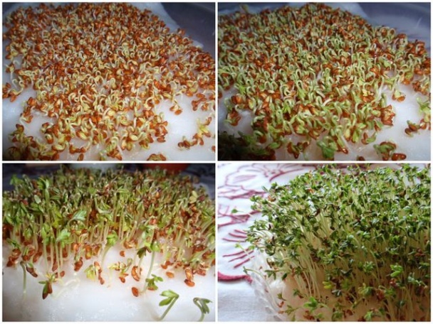 Žerucha v nátierke - obrázok 1