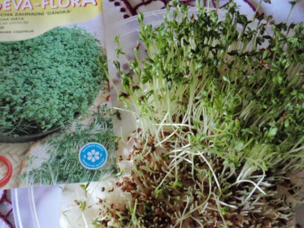 Žerucha v nátierke - obrázok 2