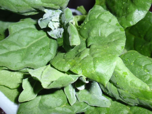 Cviklové halušky so syrovou omáčkou so špenátom - obrázok 3