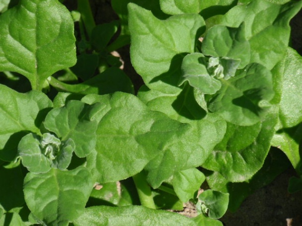 Ryža špenátová so sušenými paradajkami - obrázok 1