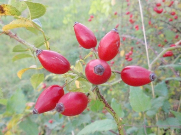 Šípkový džem (sirup) s potrebnými informáciami /fotorecept/ - obrázok 1