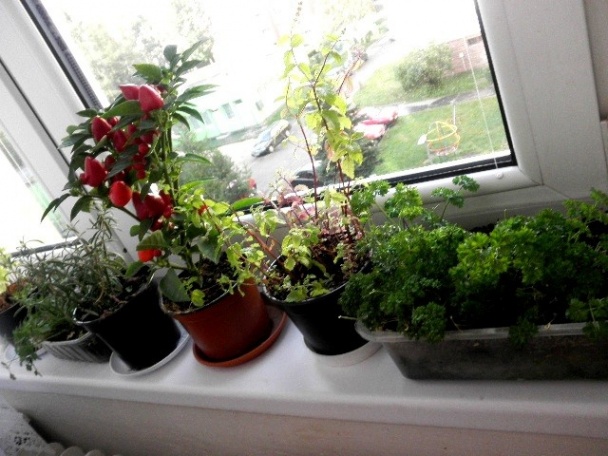 Barbecue v kuchyni (fotorecept) - obrázok 7