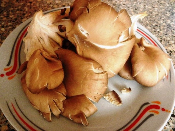 Hlivový paprikáš 2 (fotorecept) - obrázok 1