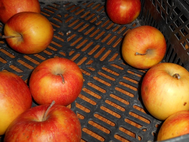 Jablkový džem (fotorecept) - obrázok 1