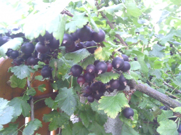 Expresná bublanina  - obrázok 4